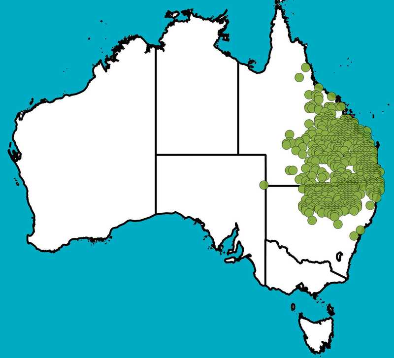 Distribution Map | Alstonia constricta | Queensland Native Seeds