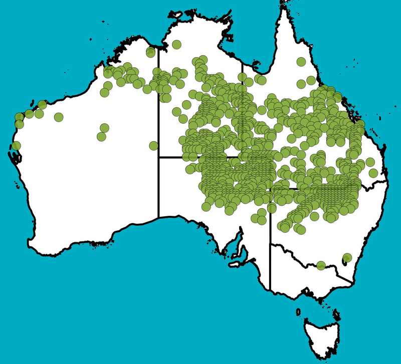Distribution Map | Eucalyptus coolabah | Queensland Native Seeds