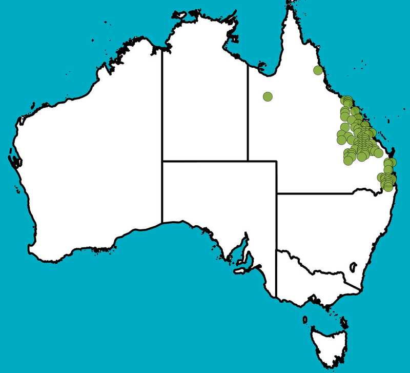 Distribution Map | Cassia tomentella | Queensland Native Seeds