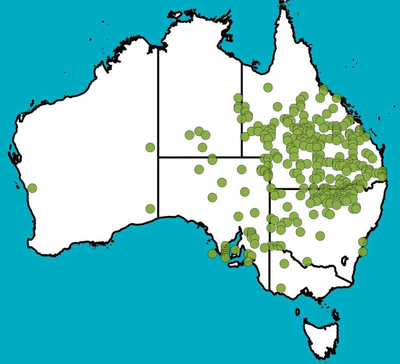Distribution Map | Atriplex muelleri | Queensland Native Seeds