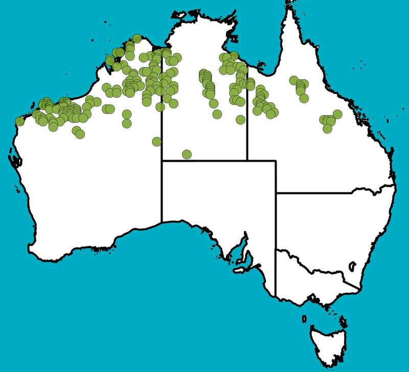 Distribution Map | Acacia orthocarpa | Queensland Native Seeds
