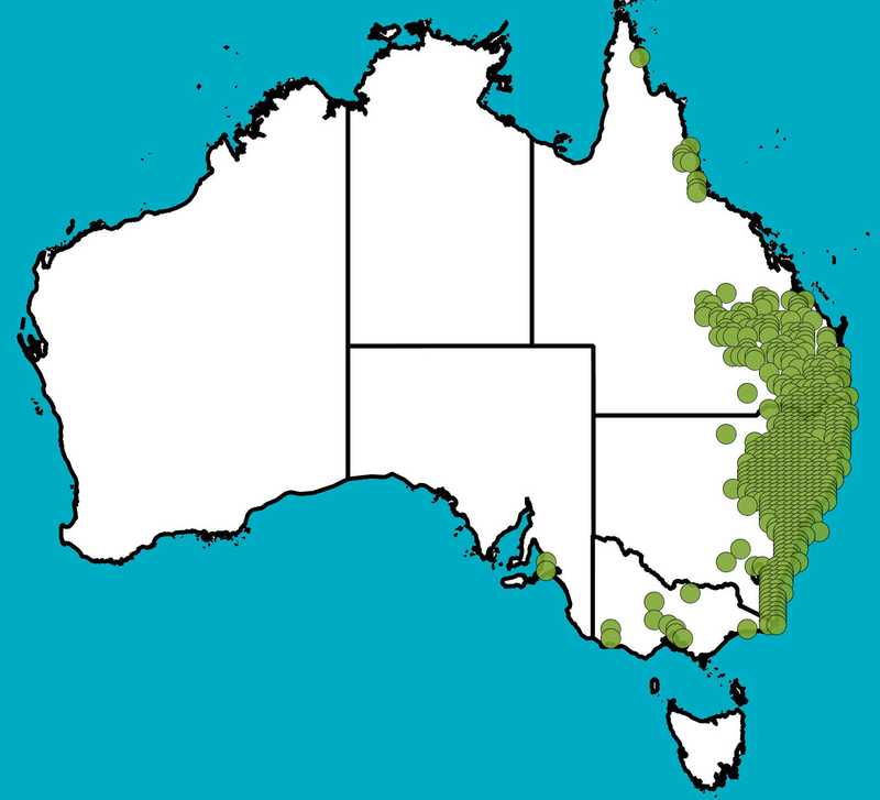 Distribution Map | Angophora floribunda | Queensland Native Seeds