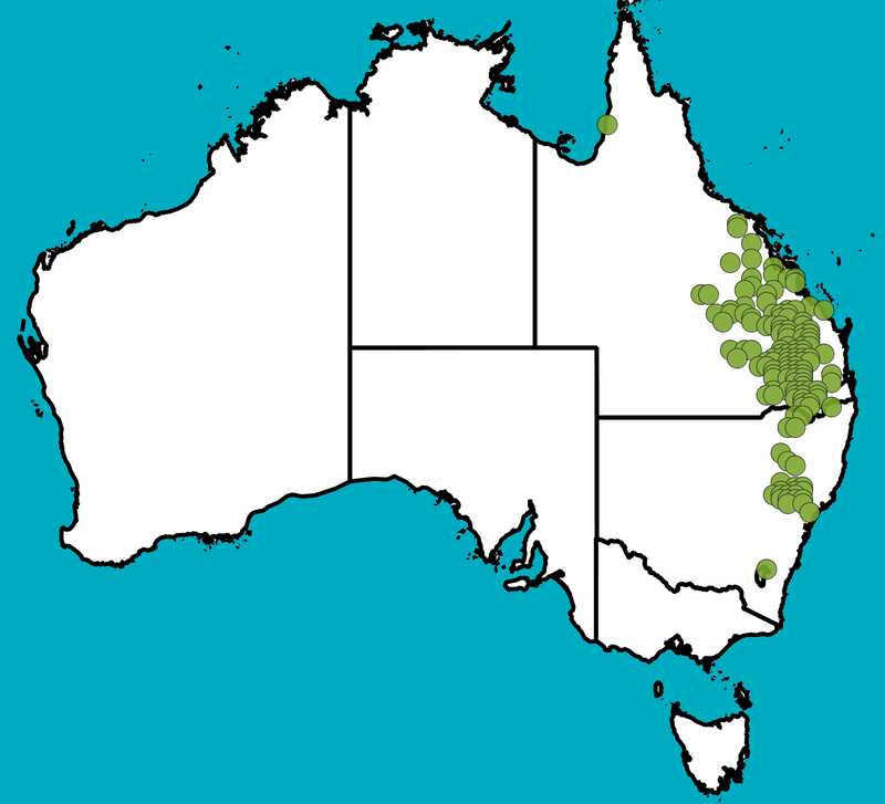 Distribution Map | Acacia crassa subsp. crassa | Queensland Native Seeds