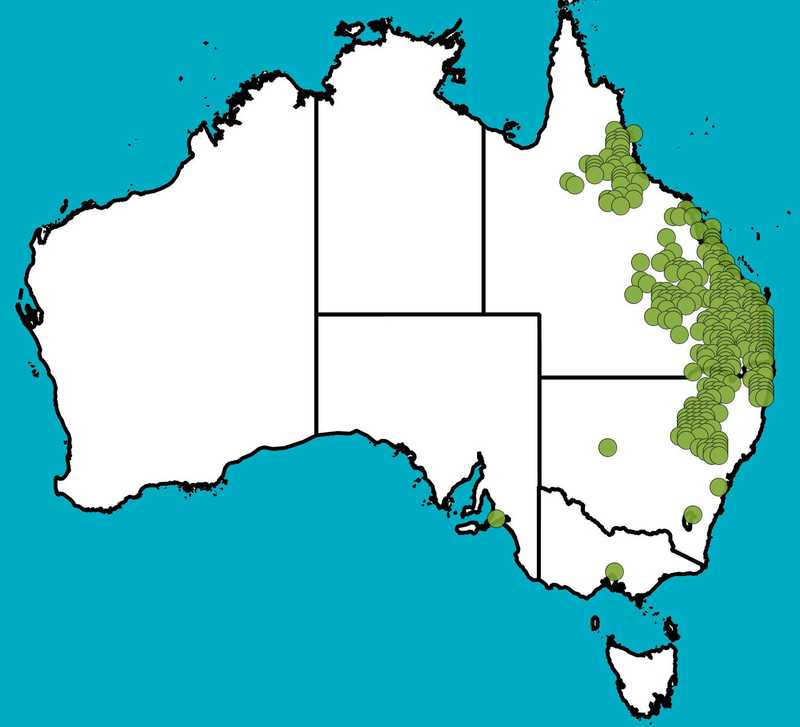 Distribution Map | Corymbia trachyphloia | Queensland Native Seeds