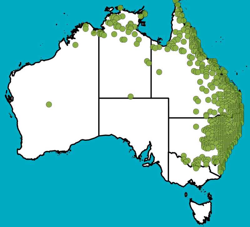 Distribution Map | Paspalidium distans | Queensland Native Seeds
