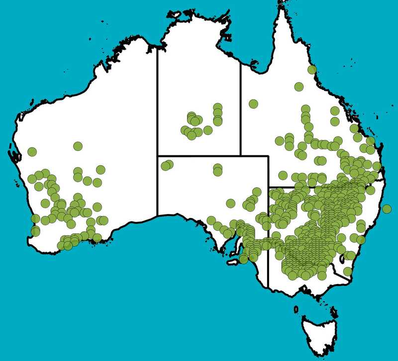 Distribution Map | Juncus aridicola | Queensland Native Seeds