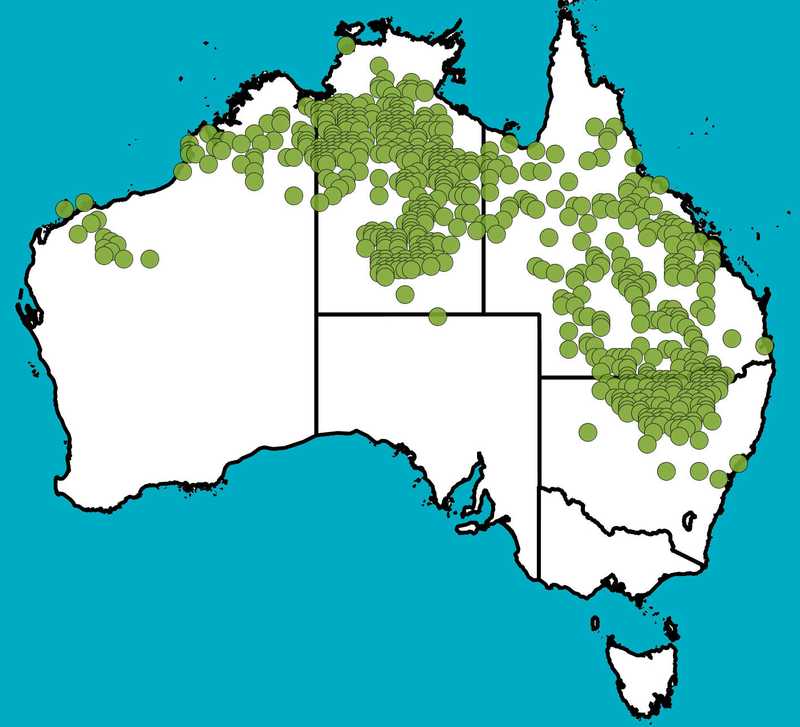 Distribution Map | Ventilago viminalis | Queensland Native Seeds