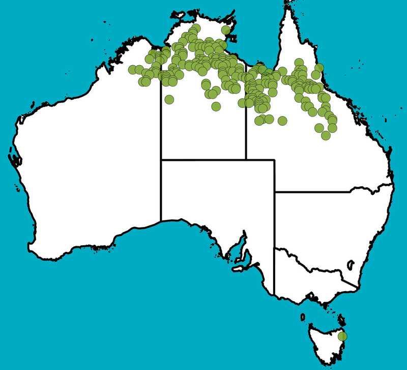 Distribution Map | Acacia gonoclada | Queensland Native Seeds