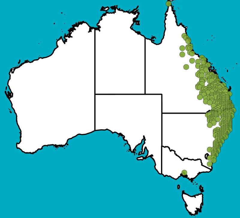Distribution Map | Cassine australis | Queensland Native Seeds