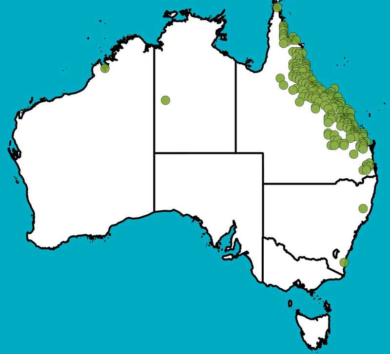 Distribution Map | Senna gaudichaudii | Queensland Native Seeds