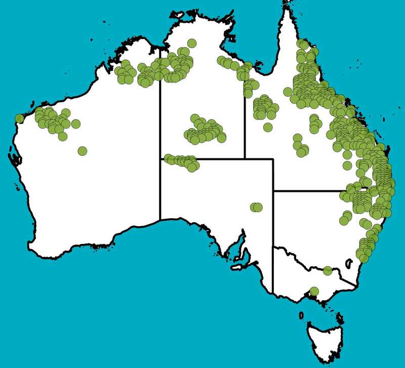 Distribution Map | Melaleuca bracteata | Queensland Native Seeds