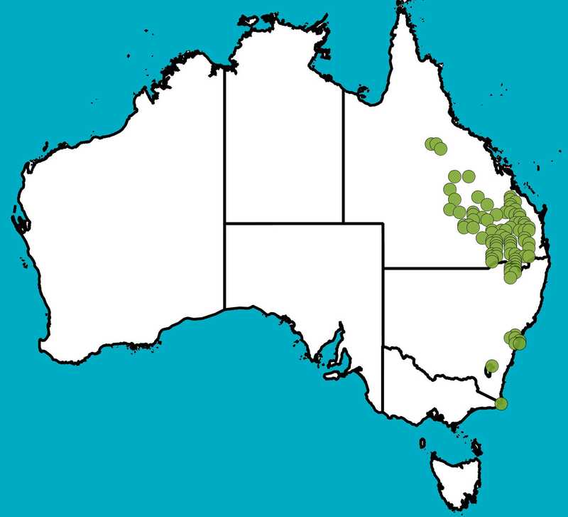 Distribution Map | Eucalyptus bakeri | Queensland Native Seeds