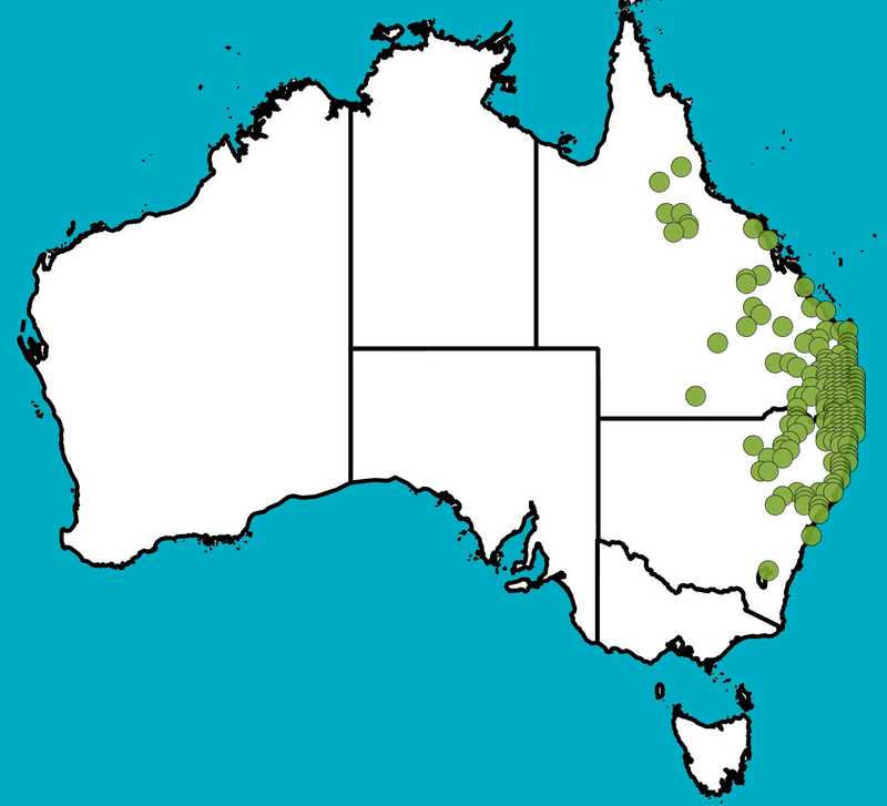 Distribution Map | Acacia concurrens | Queensland Native Seeds