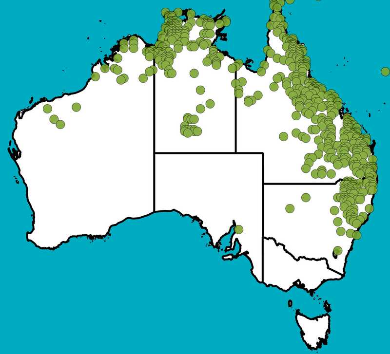 Distribution Map | Bothriochloa bladhii subsp. bladhii | Queensland Native Seeds