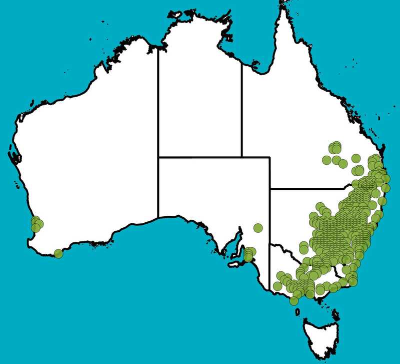 Distribution Map | Eucalyptus sideroxylon | Queensland Native Seeds