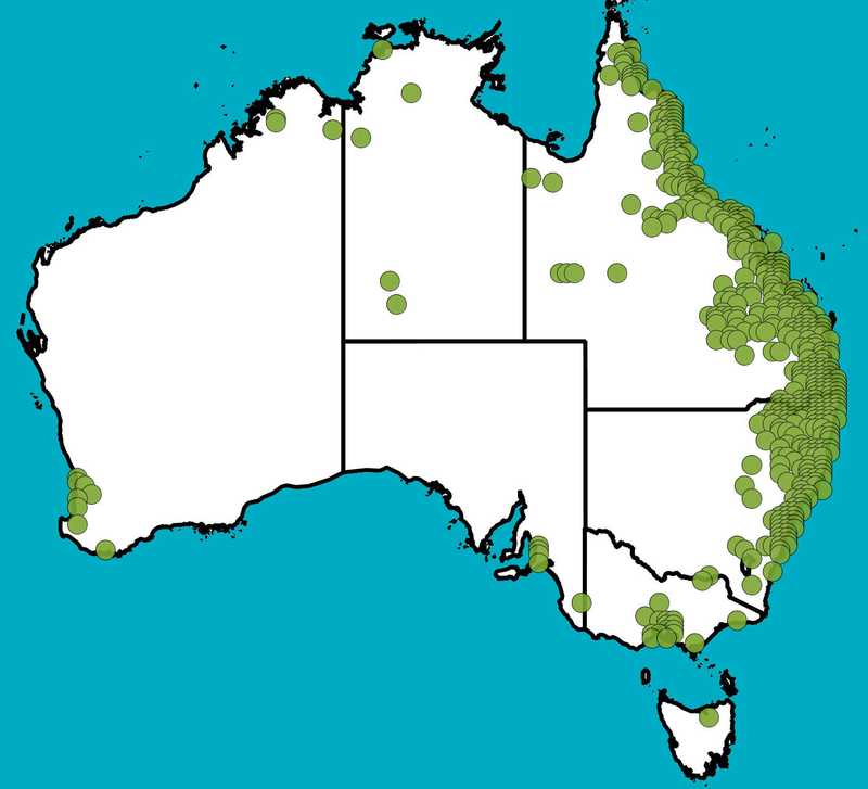 Distribution Map | Melaleuca viminalis (syn. Callistemon viminalis) | Queensland Native Seeds