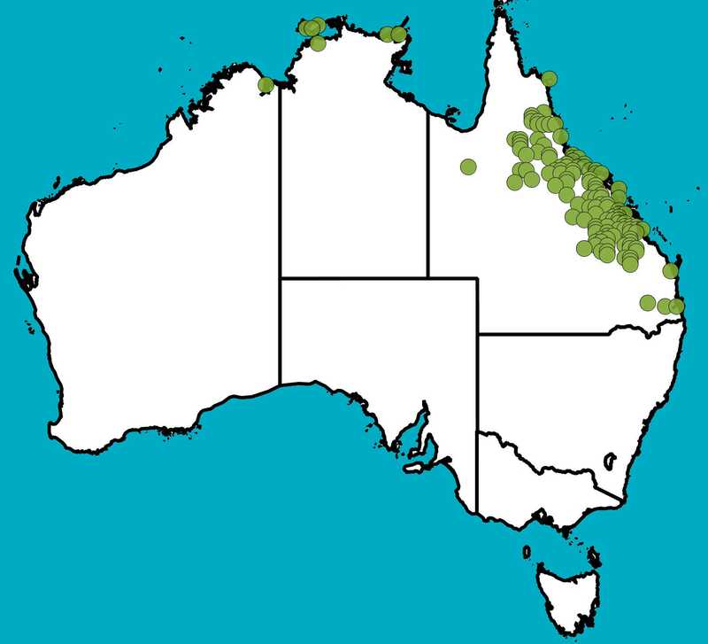 Distribution Map | Lysiphyllum hookeri | Queensland Native Seeds