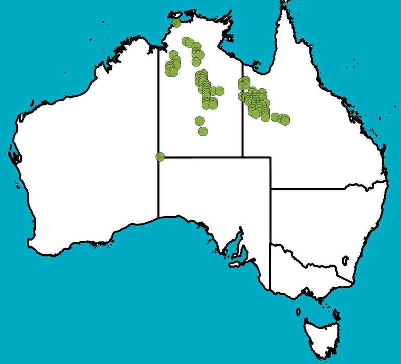 Distribution Map | Solanum succosum | Queensland Native Seeds