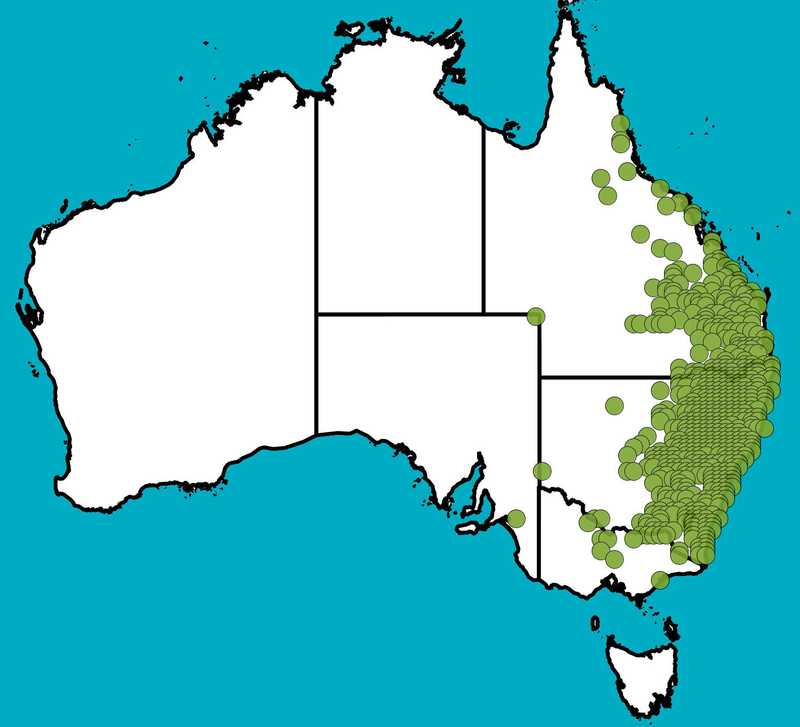Distribution Map | Sporobolus creber | Queensland Native Seeds