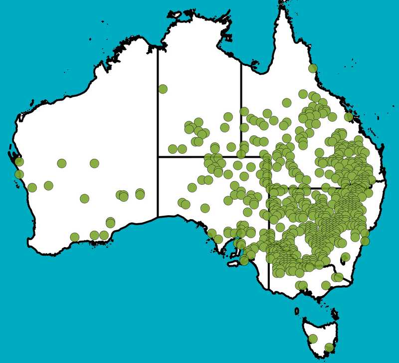 Distribution Map | Senna artemisioides subsp. zygophylla | Queensland Native Seeds