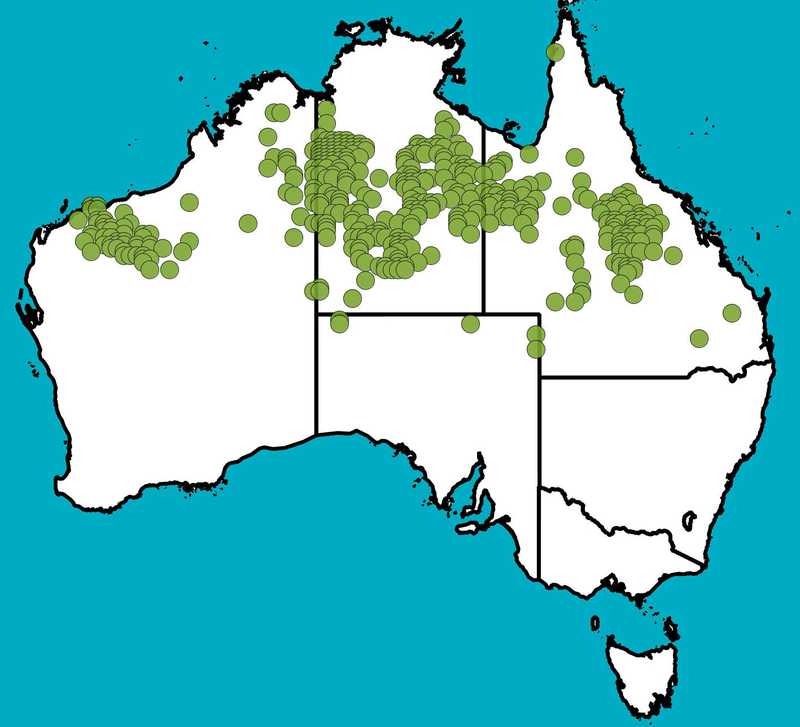 Distribution Map | Acacia tenuissima | Queensland Native Seeds