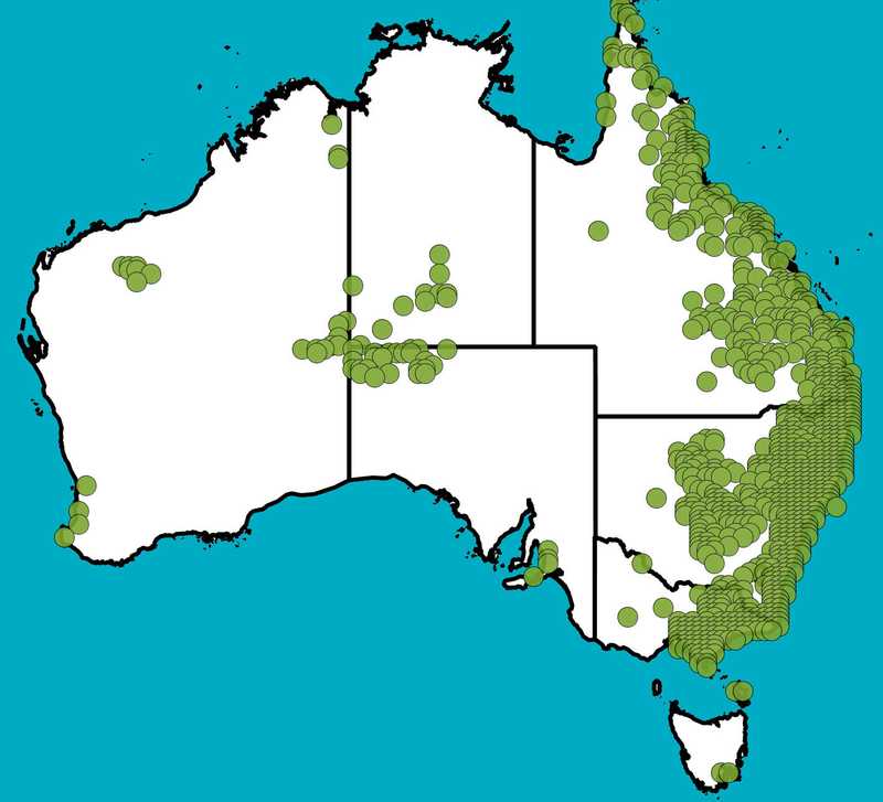 Distribution Map | Pandorea pandorana | Queensland Native Seeds