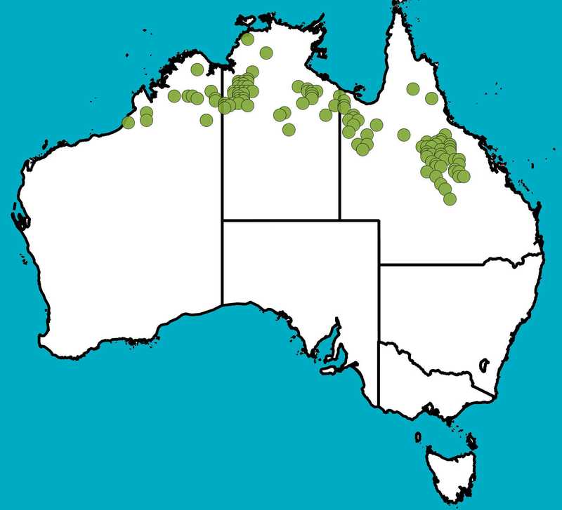 Distribution Map | Acacia laccata | Queensland Native Seeds