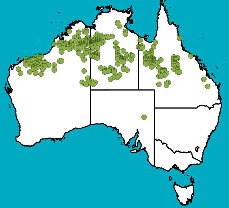 Distribution Map | Acacia acradenia | Queensland Native Seeds