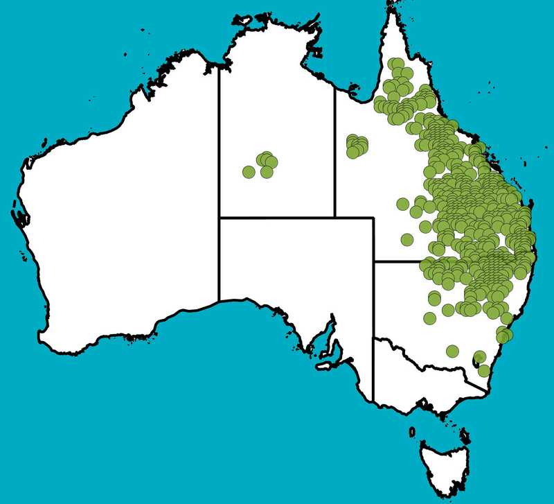 Distribution Map | Eucalyptus melanophloia | Queensland Native Seeds