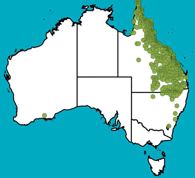 Distribution Map | Corymbia clarksoniana | Queensland Native Seeds