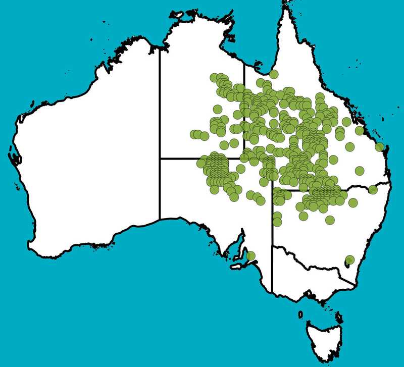 Distribution Map | Acacia cambagei | Queensland Native Seeds