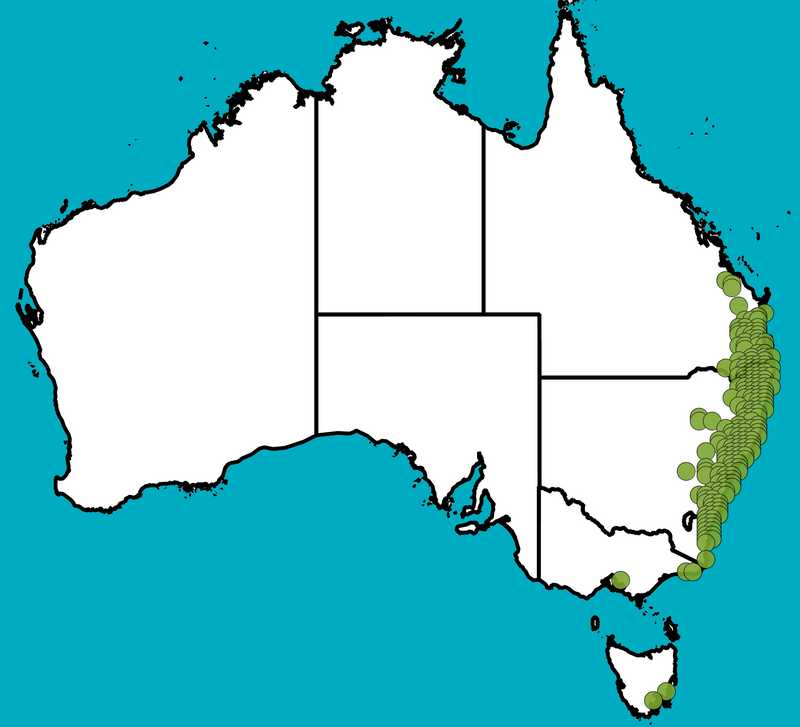 Distribution Map | Acacia irrorata subsp. irrorata | Queensland Native Seeds