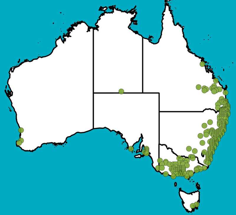 Distribution Map | Corymbia maculata | Queensland Native Seeds