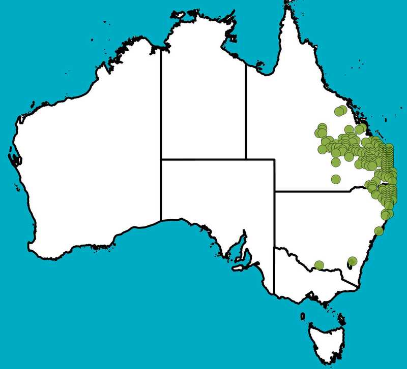 Distribution Map | Acacia complanata | Queensland Native Seeds