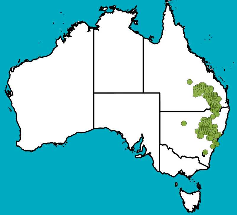 Distribution Map | Eucalyptus fibrosa subsp. nubilis | Queensland Native Seeds