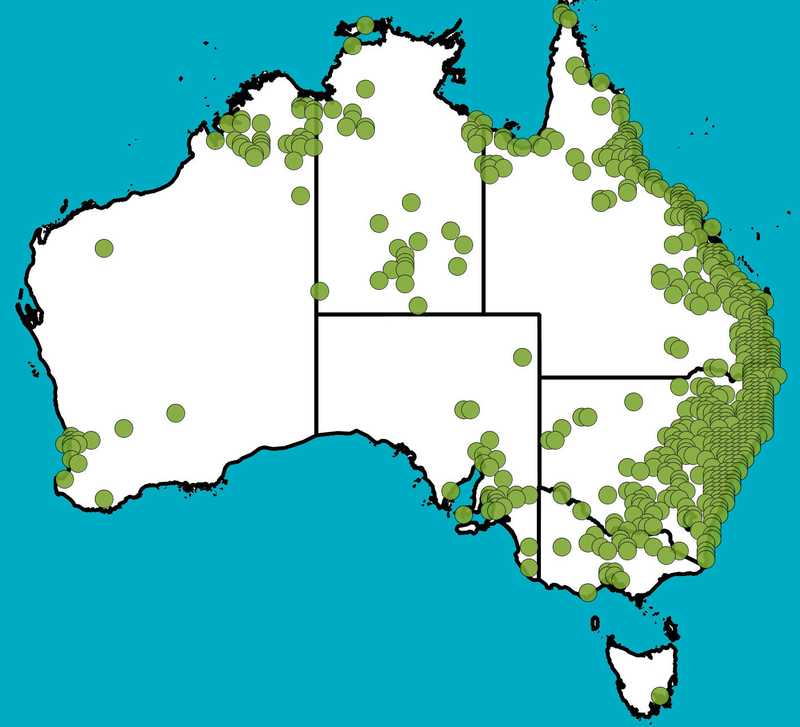 Distribution Map | Melia azedarach | Queensland Native Seeds