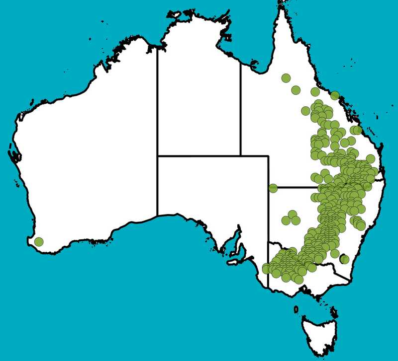 Distribution Map | Ptilotus nobilis subsp. semilanatus | Queensland Native Seeds