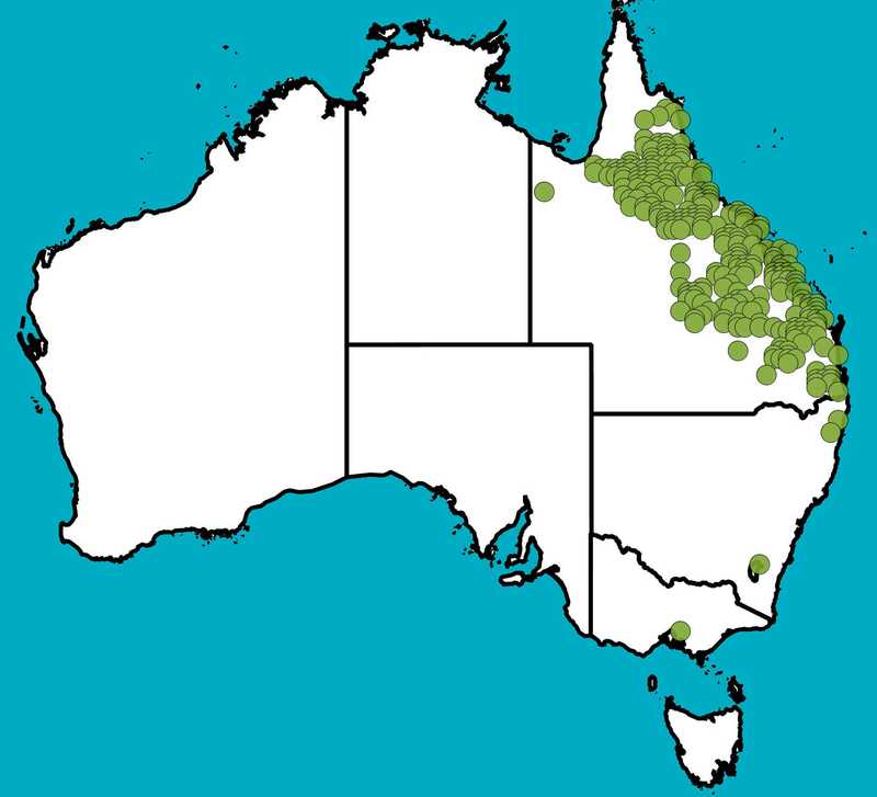 Distribution Map | Acacia julifera | Queensland Native Seeds