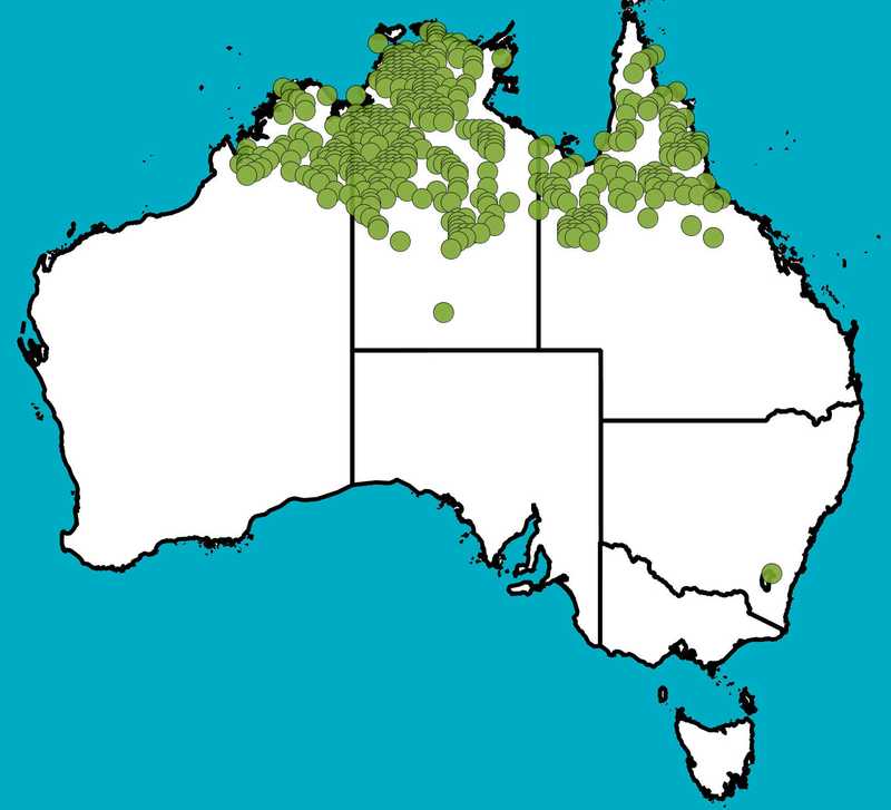 Distribution Map | Acacia hemignosta | Queensland Native Seeds