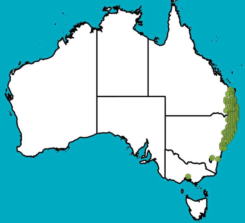 Distribution Map | Eucalyptus carnea | Queensland Native Seeds