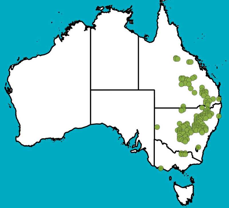 Distribution Map | Acacia triptera | Queensland Native Seeds