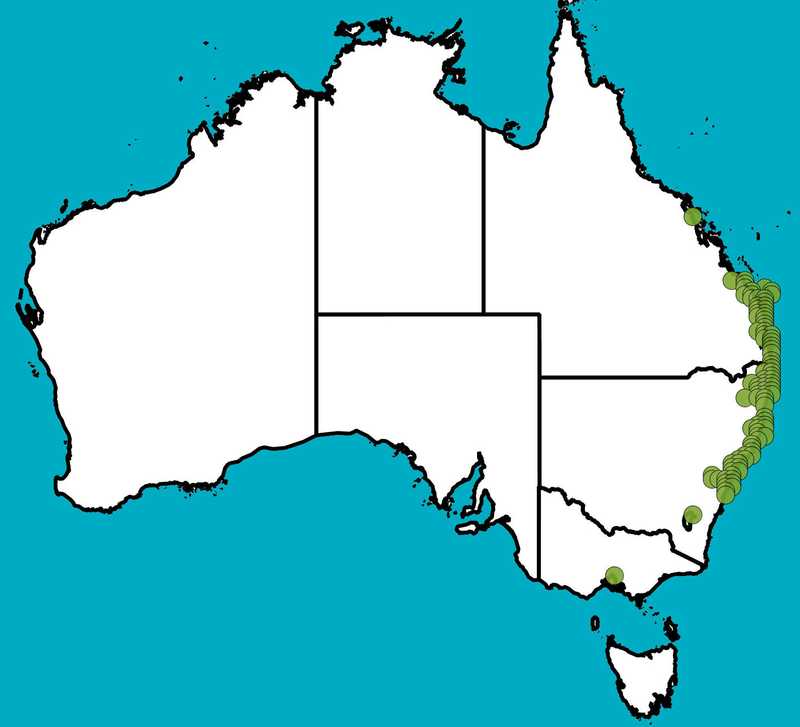 Distribution Map | Banksia aemula | Queensland Native Seeds