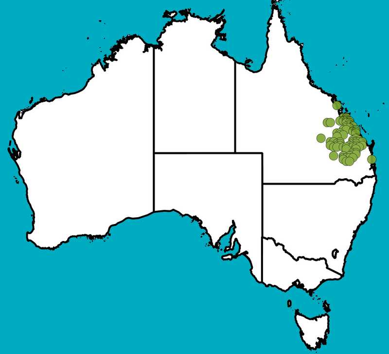 Distribution Map | Acacia crassa subsp. longicoma | Queensland Native Seeds