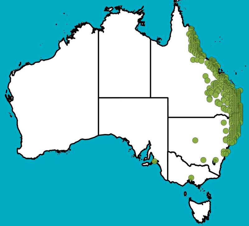 Distribution Map | Corymbia intermedia | Queensland Native Seeds