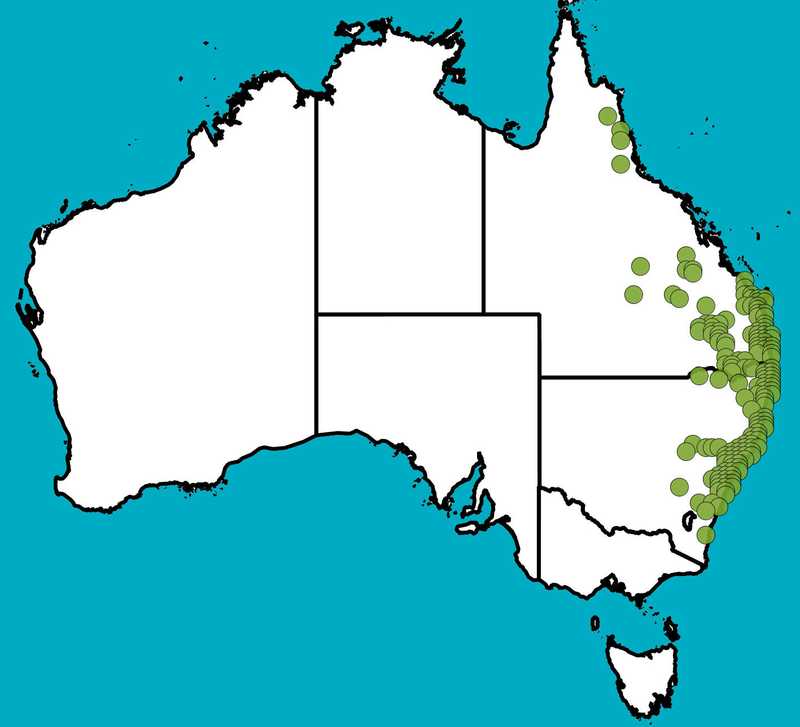 Distribution Map | Melaleuca nodosa | Queensland Native Seeds