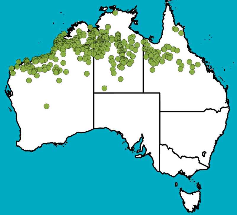 Distribution Map | Acacia colei | Queensland Native Seeds