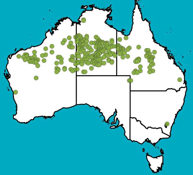 Distribution Map | Acacia adsurgens | Queensland Native Seeds