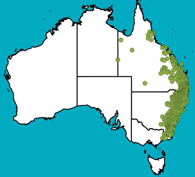 Distribution Map | Sarga leiocladum | Queensland Native Seeds