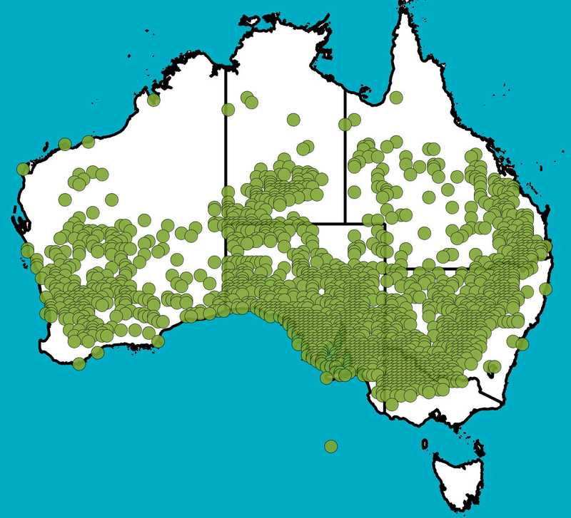 Distribution Map | Pittosporum angustifolium | Queensland Native Seeds