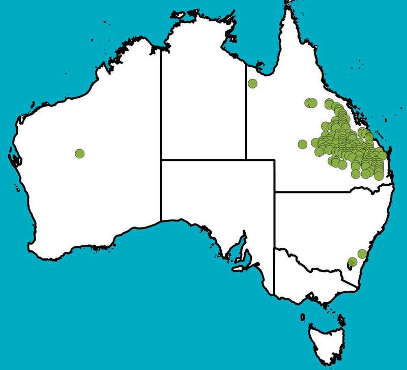 Distribution Map | Acacia bancroftiorum | Queensland Native Seeds
